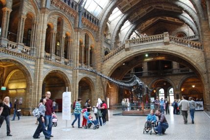Natural History Museum - Natural History Museum Hall