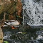 Holland Park hotels title=