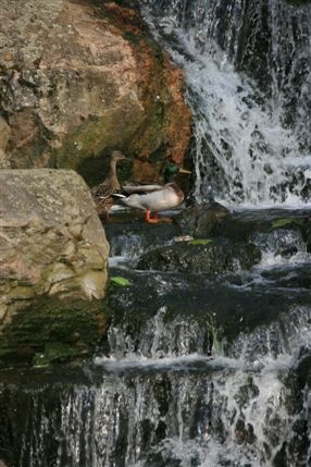 Holland Park