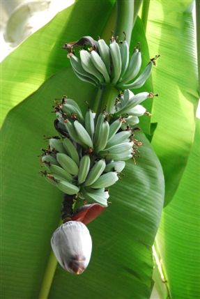 Kew Gardens (Royal Botanic Gardens) - Kew Gardens Banna Tree Kew Gardens (Royal Botanic Gardens) - Kew Gardens Banna Tree