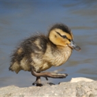 Easter egg-stravaganza! at London Wetland Centre