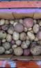 Spitalfields City Farm Potato Day