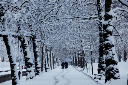 St James's Park - Avenue of trees in the snow - © Giles Barnard