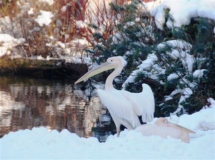 St James's Park - Pelicans In St James's Park.
