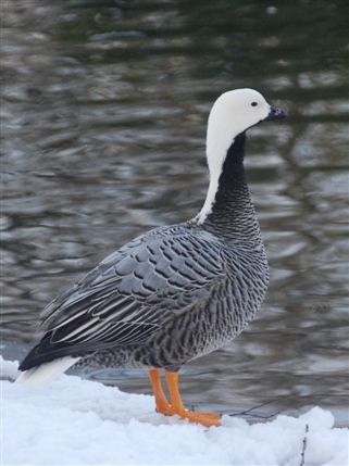 St James's Park - St James's Park