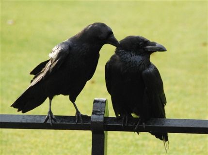 Tower Of London - Ravens At The Tower of London