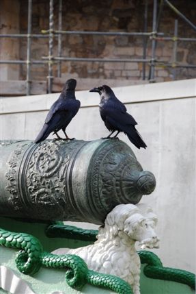 Tower Of London - Ravens At The Tower Of London