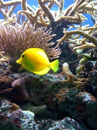 ZSL London Zoo - The Aquarium Image from LondonTown.com ZSL London Zoo - The Aquarium