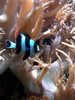 ZSL London Zoo - The largest Aquarium in Britain, it runs 150 yards under the Mappin Terraces - built in 1924