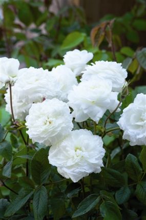 RHS Chelsea Flower Show - David Austin-Rosa - 'Susan Williams-Ellis'. Photo by Jon Enoch/RHS