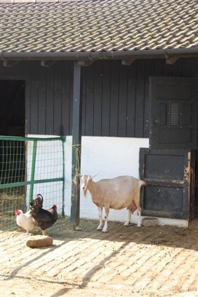 Surrey Docks Farm - Surrey Docks Farm
