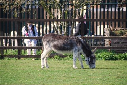 Surrey Docks Farm - Surrey Docks Farm
