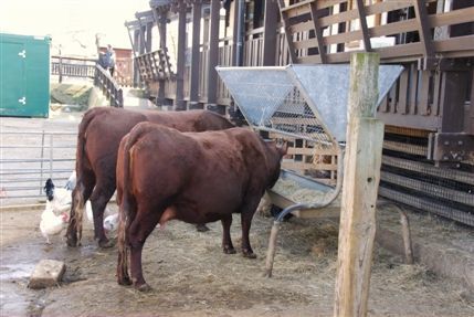 Surrey Docks Farm - Surrey Docks Farm