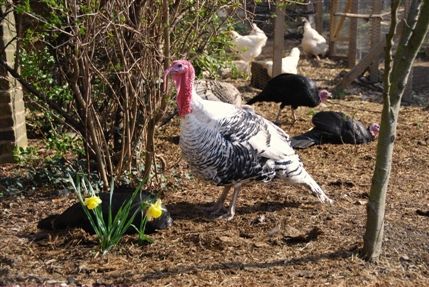 Surrey Docks Farm - Surrey Docks Farm