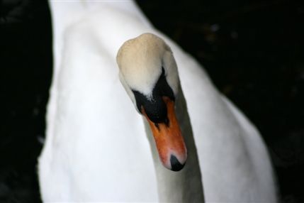 Ravenscourt Park