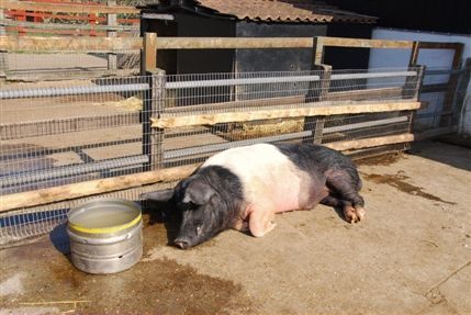 Surrey Docks Farm - Surrey Docks Farm