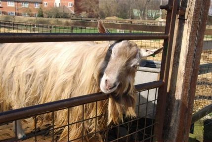 Surrey Docks Farm - Surrey Docks Farm