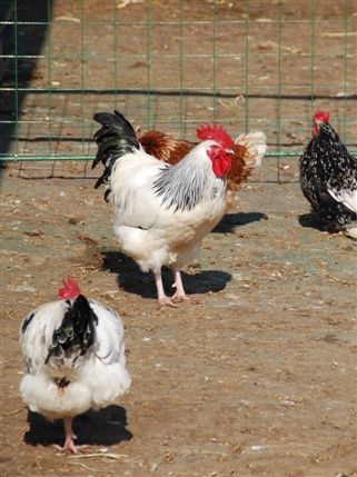 Surrey Docks Farm - Surrey Docks Farm