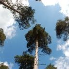 The Forest