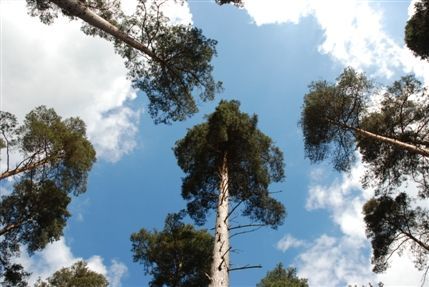 The Forest