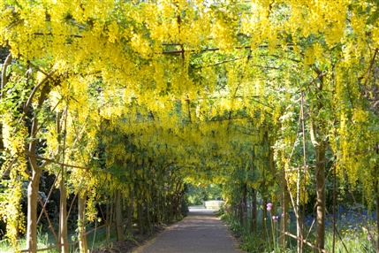 Richmond Park - Pembroke Lodge Gardens - © Sarah Cuttle Richmond Park - Pembroke Lodge Gardens - © Sarah Cuttle