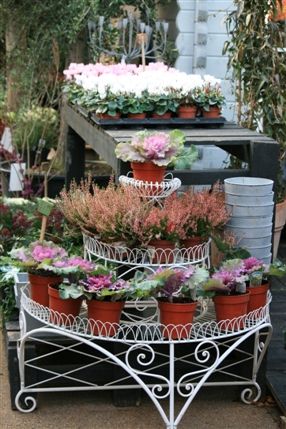 Ginkgo Garden Centre