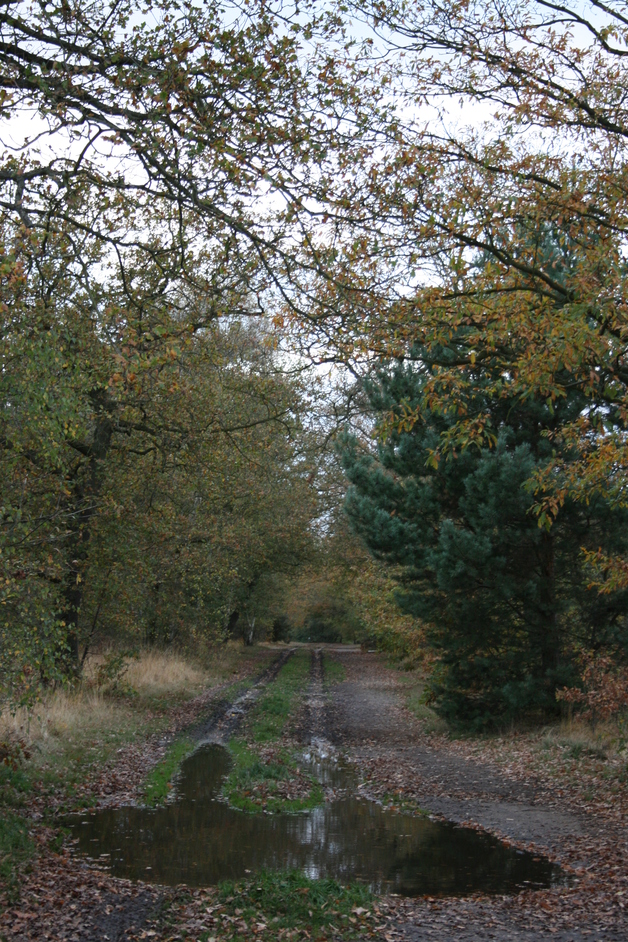 Wimbledon Common