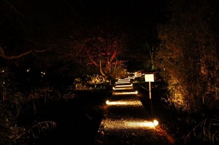 The Enchanted Woodland - by Tony Marshall The Enchanted Woodland - by Tony Marshall