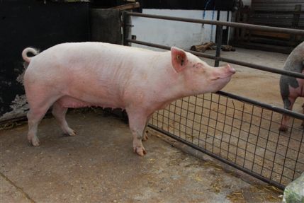 Surrey Docks Farm