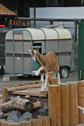 Surrey Docks Farm