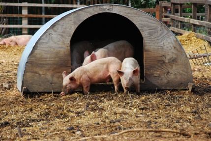 Surrey Docks Farm