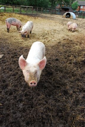 Surrey Docks Farm