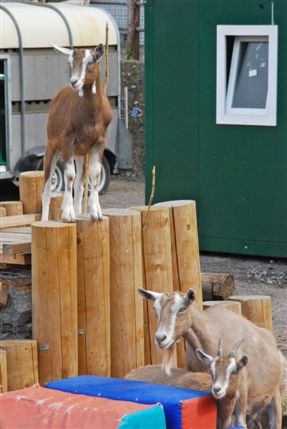 Surrey Docks Farm