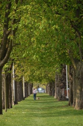 Mill Road - Wanstead