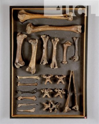 Grant Museum of Zoology - Dodo - photo by Fred Langford-Edwards