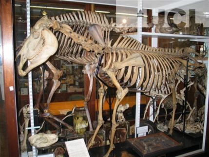 Grant Museum of Zoology - Quagga - photo by Sarah Parker