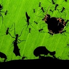 Veolia Environnement Wildlife Photographer of the Year hotels title=