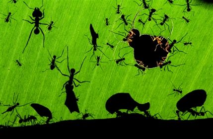 Veolia Environnement Wildlife Photographer of the Year - © Bence Máté / Veolia Environnement Wildlife Photographer of the Year 2010 - Overall Winner: A marvel of ants Veolia Environnement Wildlife Photographer of the Year - © Bence Máté / Veolia Environnement Wildlife Photographer of the Year 2010 - Overall Winner: A marvel of ants