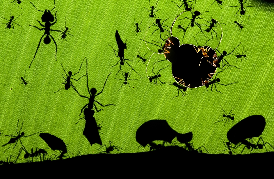 Veolia Environnement Wildlife Photographer of the Year - © Bence Máté / Veolia Environnement Wildlife Photographer of the Year 2010 - Overall Winner: A marvel of ants Image from LondonTown.com Veolia Environnement Wildlife Photographer of the Year - © Bence Máté / Veolia Environnement Wildlife Photographer of the Year 2010 - Overall Winner: A marvel of ants