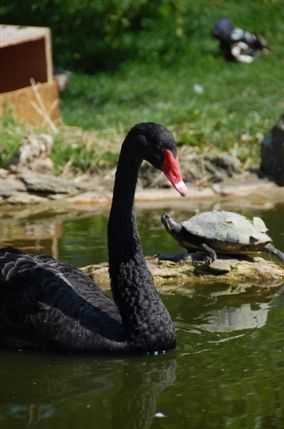 Leeds Castle