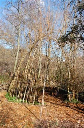 Camley Street Natural Park
