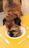 Lily's Kitchen Diner photo