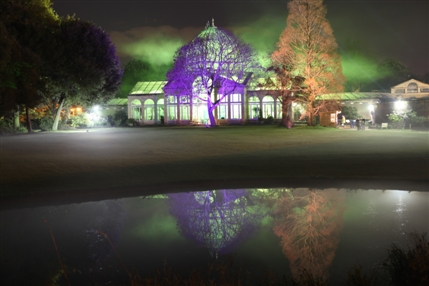 The Enchanted Woodland The Enchanted Woodland