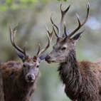 Richmond Park