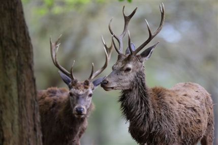 Richmond Park