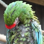 The Tropical Zoo