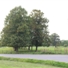 Syon Park