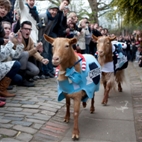 Oxford vs Cambridge Goat Race hotels title=