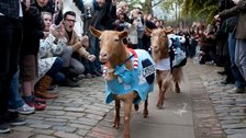 Oxford v. Cambridge Goat Race