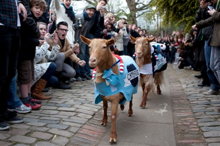 Oxford vs Cambridge Goat Race Oxford vs Cambridge Goat Race